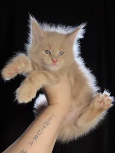 Котенок мейн-кун