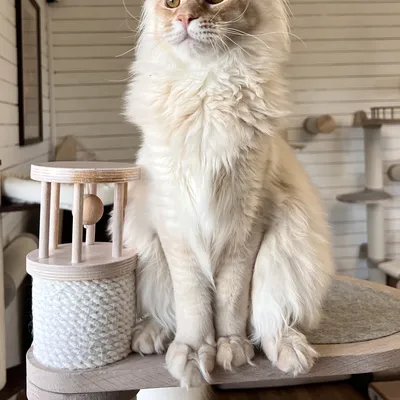 Котенок мейн-кун