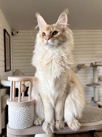 Maine Coon kitten