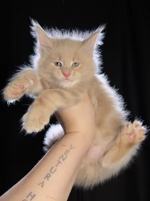 Maine Coon kitten