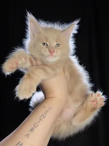 Котенок мейн-кун