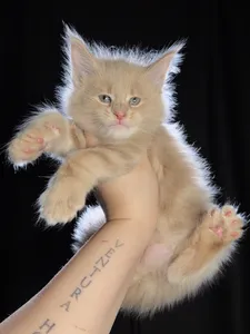 Котенок мейн-кун