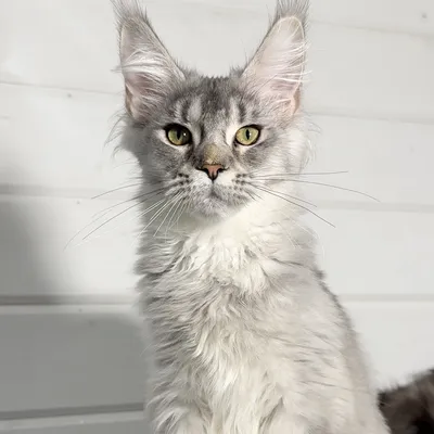 Котенок мейн-кун