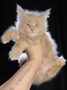 Котенок мейн-кун