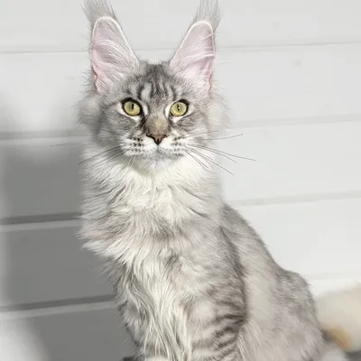 Котенок мейн-кун