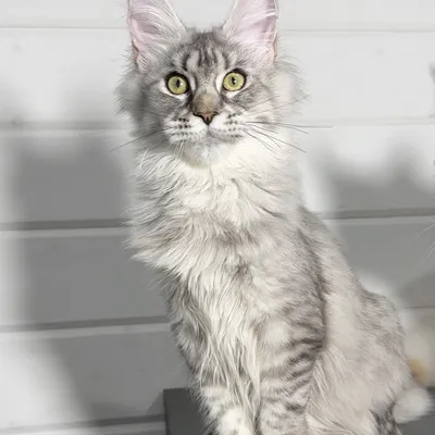 Котенок мейн-кун