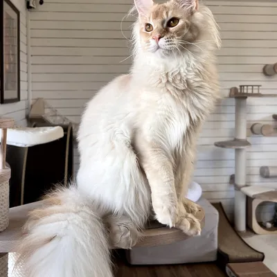 Котенок мейн-кун