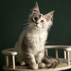 LuLu