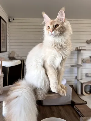 Котенок мейн-кун