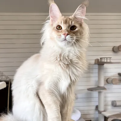 Котенок мейн-кун