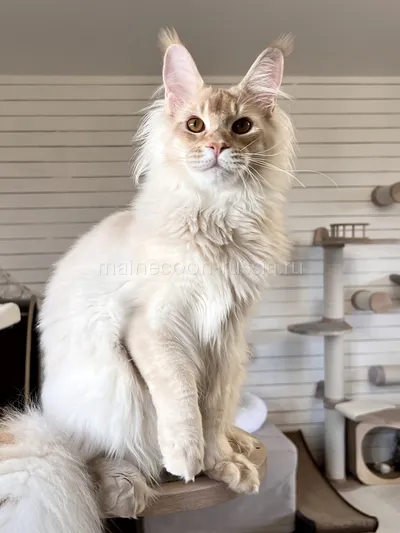 Maine Coon kitten