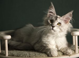 LuLu