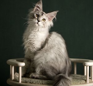 LuLu