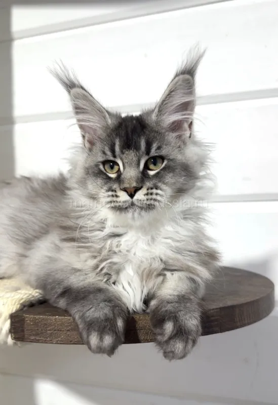 Maine Coon kitten Black Silver marble, rossetes blotched MCO ns 25 Boy