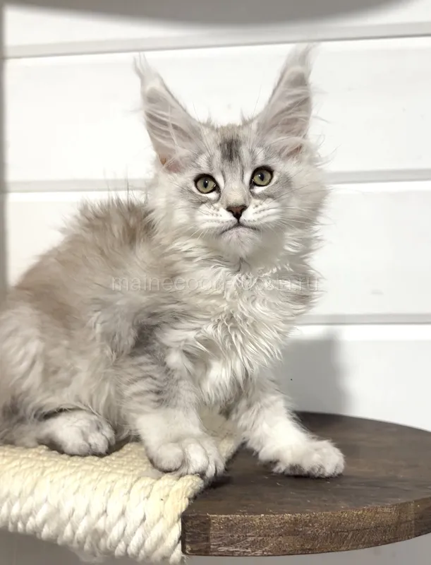 Maine Coon kitten Black Silver marble, rossetes blotched MCO ns 25 Girl