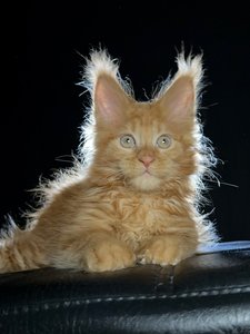 Lannister