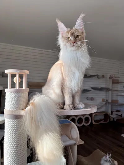 Котенок мейн-кун