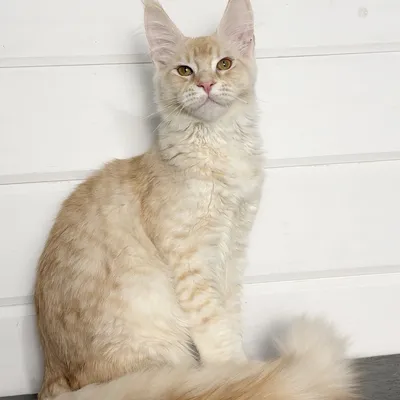 Котенок мейн-кун