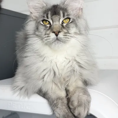 Котенок мейн-кун