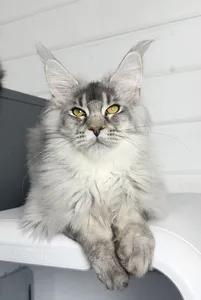 Котенок мейн-кун