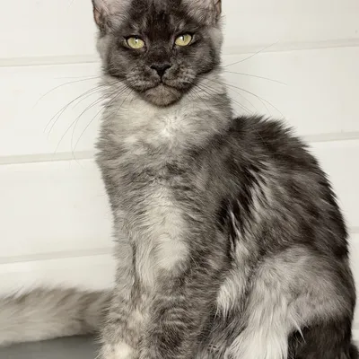 Котенок мейн-кун