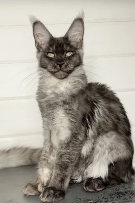 Котенок мейн-кун