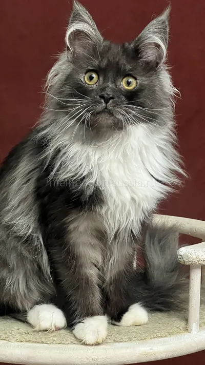 NERI — Maine Coon kitten, Black smoke with white MCO ns 03