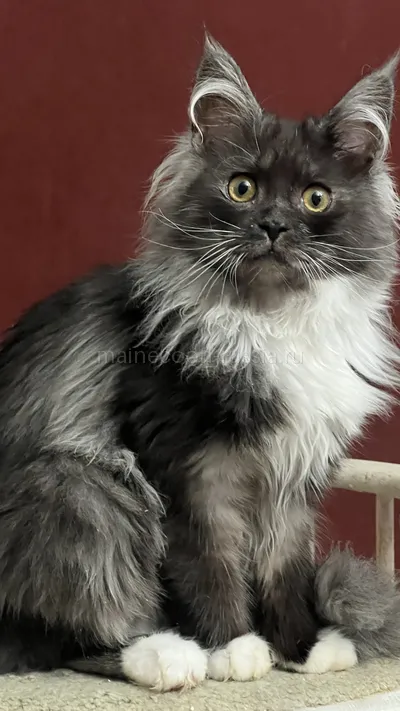 NERI — Maine Coon kitten, Black smoke with white MCO ns 03