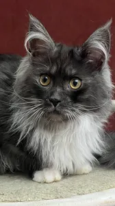 NERI