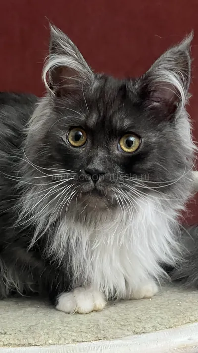 NERI — Maine Coon kitten, Black smoke with white MCO ns 03