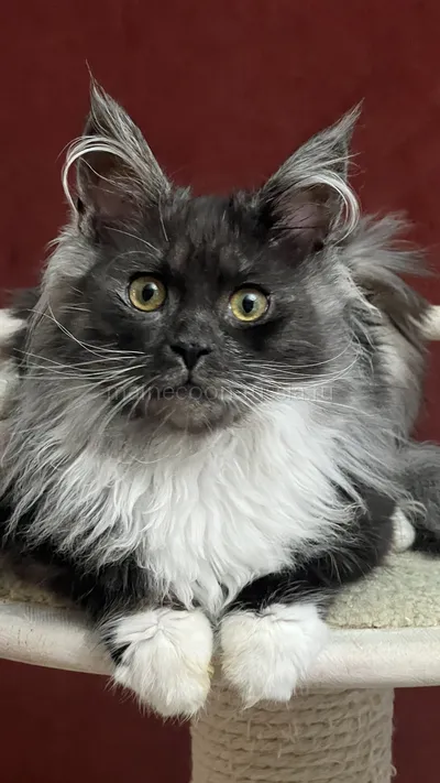 NERI — Maine Coon kitten, Black smoke with white MCO ns 03