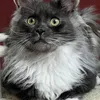 NERI - photo 8