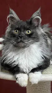 NERI