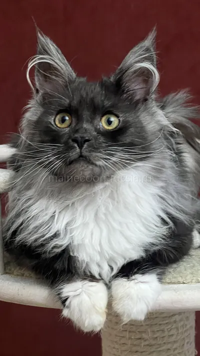 NERI — Maine Coon kitten, Black smoke with white MCO ns 03