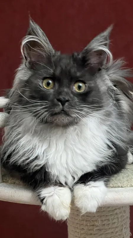 Maine Coon kitten Black smoke with white MCO ns 03 Girl