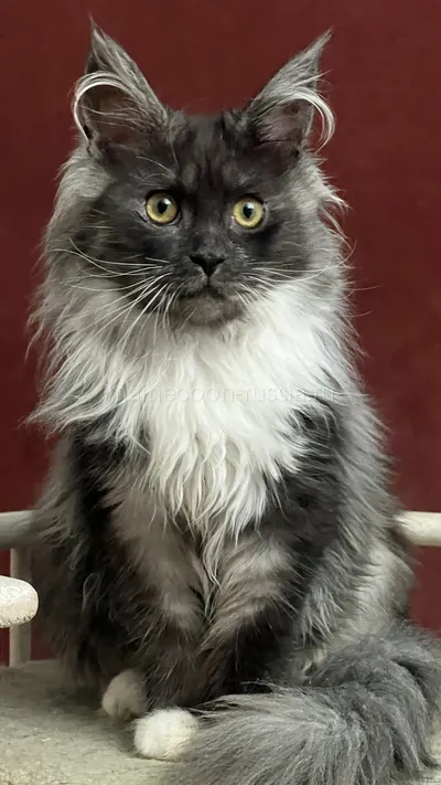 NERI — Maine Coon kitten, Black smoke with white MCO ns 03