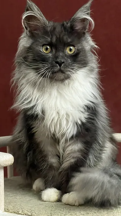 NERI — Maine Coon kitten, Black smoke with white MCO ns 03