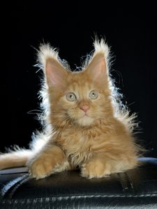 Lannister