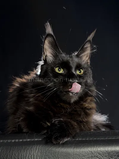 Beverly — Котенок мейн-кун, Черный MCO n