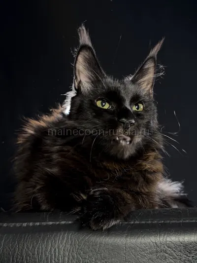 Beverly — Котенок мейн-кун, Черный MCO n