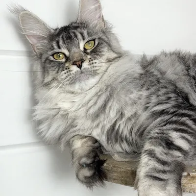 Котенок мейн-кун