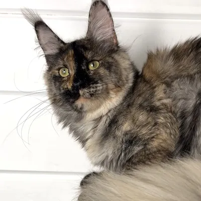 Котенок мейн-кун