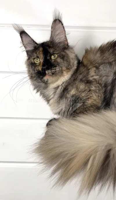 K — Maine Coon kitten, Tortie smoke MCO fs
