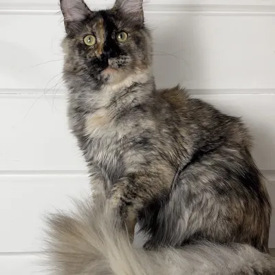 Котенок мейн-кун