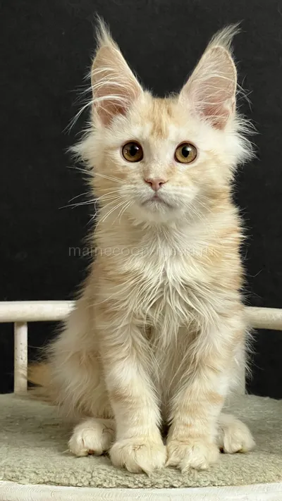 QUASAR — Maine Coon kitten, Red Silver Classic Tabby MCO ds 22