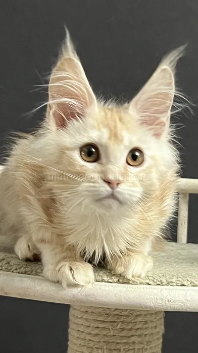 QUASAR — Maine Coon kitten, Red Silver Classic Tabby MCO ds 22