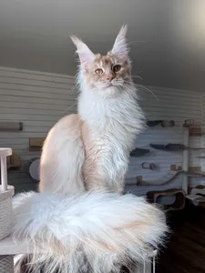 Котенок мейн-кун