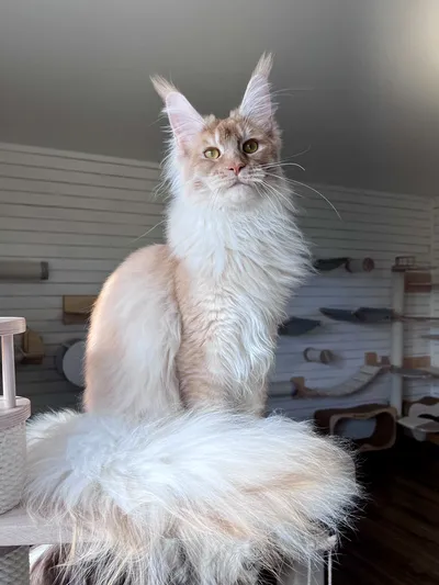 Котенок мейн-кун