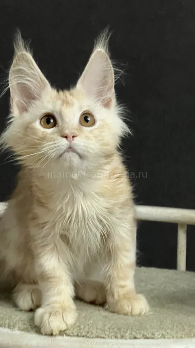 QUASAR — Maine Coon kitten, Red Silver Classic Tabby MCO ds 22