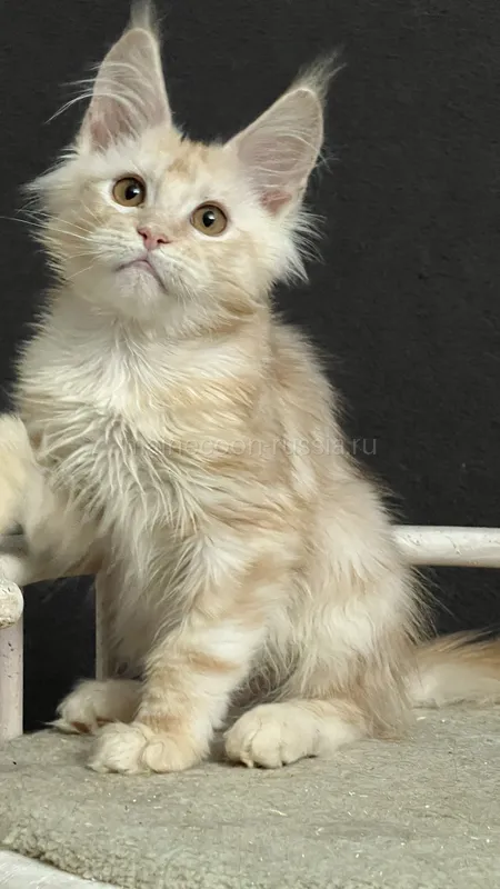 Maine Coon kitten Red Silver Classic Tabby MCO ds 22 Boy